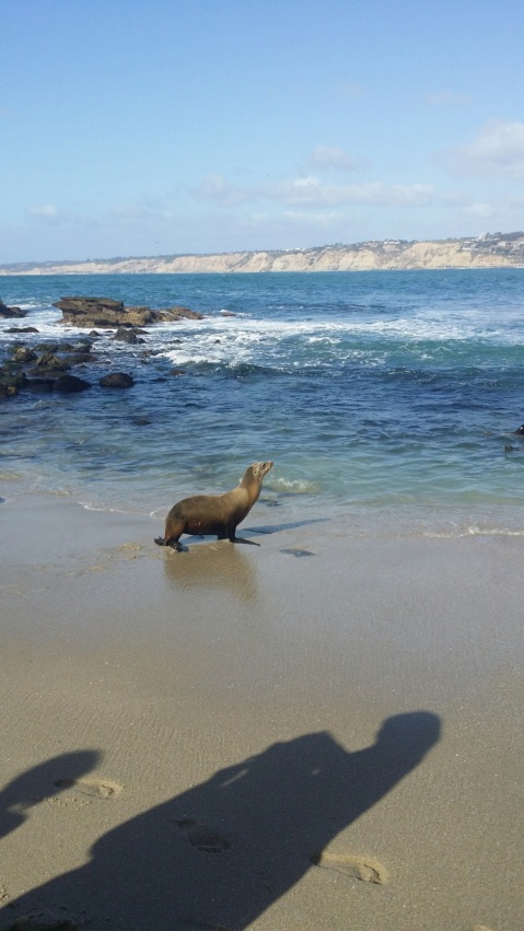 Sea lion at La Jolla Cove, San Diego